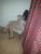 Bakırköy Escort Bayan Naz - Image 1