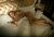Mecidiyeköy Escort Bayan Yelena - Image 1